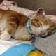 Illustration for article titled Miracle Kitten 'Mr. Biscuits' Survives Being Trapped in Engine of Car